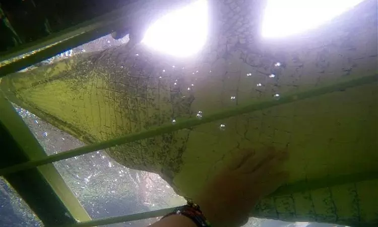African Croc Dive - Croc Cage Diving 2