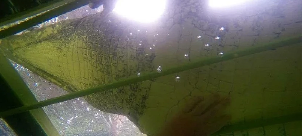African Croc Dive - Croc Cage Diving 2