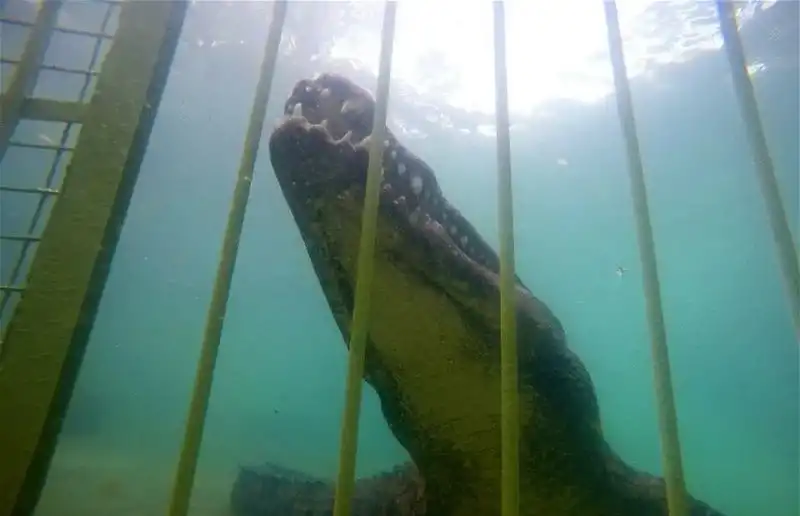 Croc Cage Diving