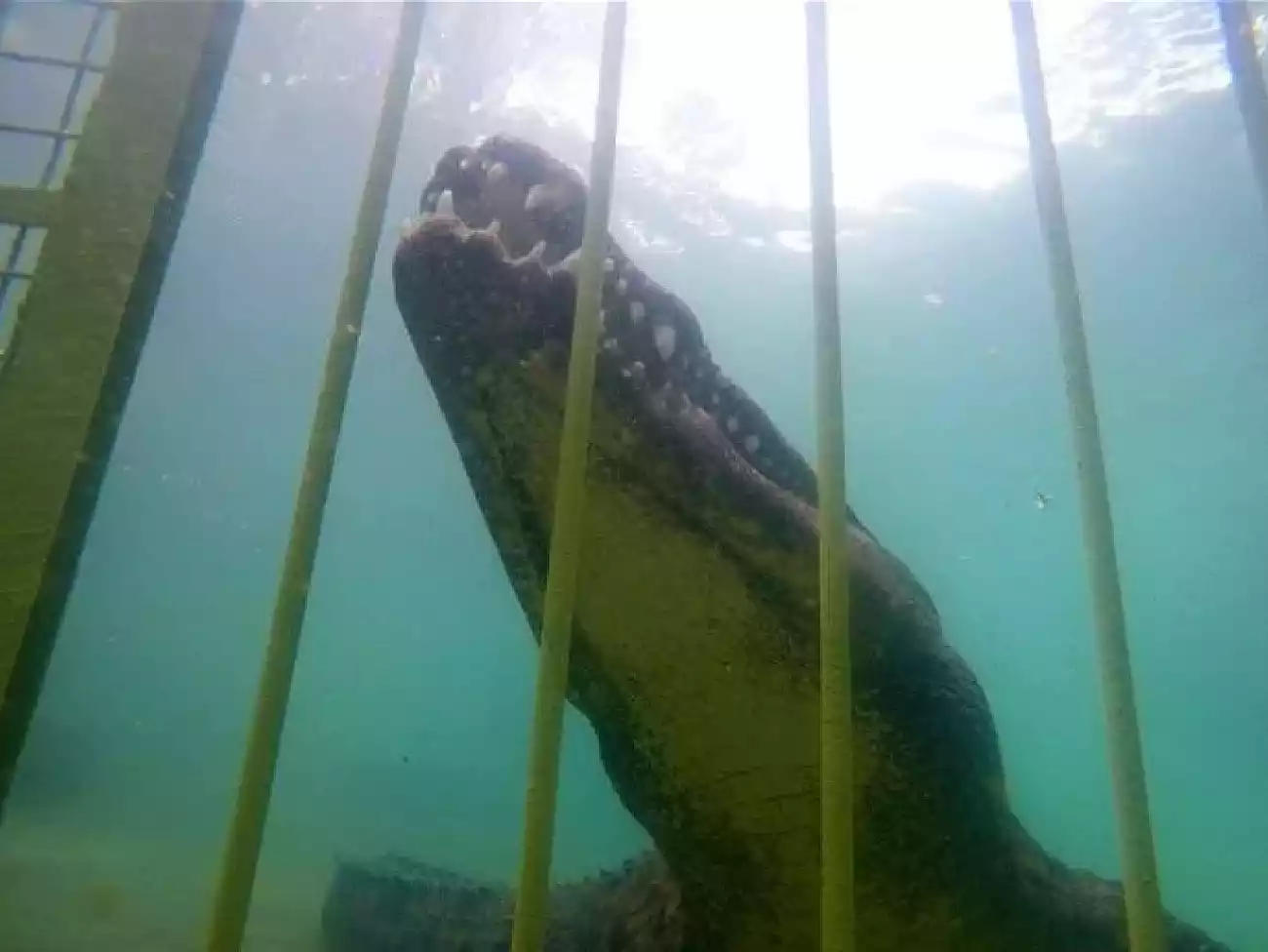 Croc Cage Diving in Paarl