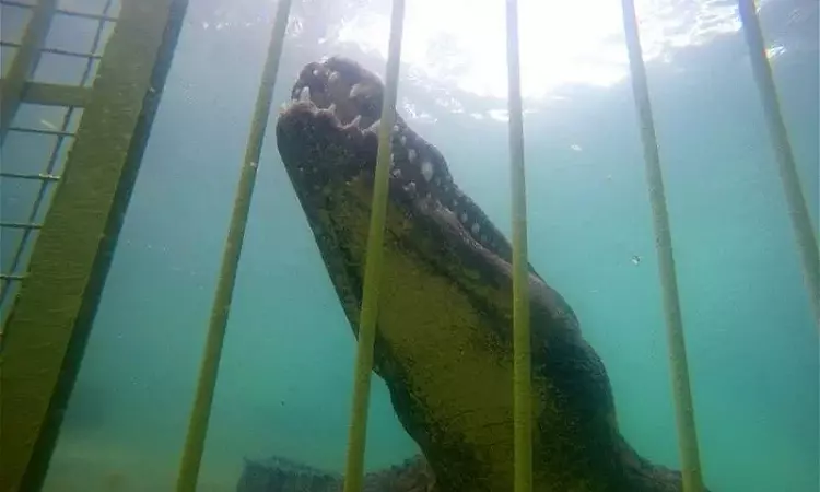 African Croc Dive - Croc Cage Diving 1