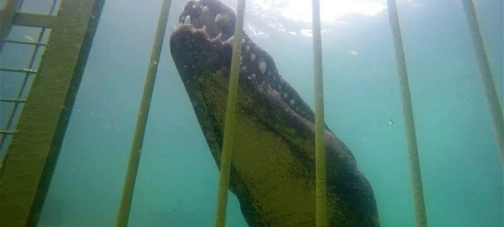 African Croc Dive - Croc Cage Diving 1