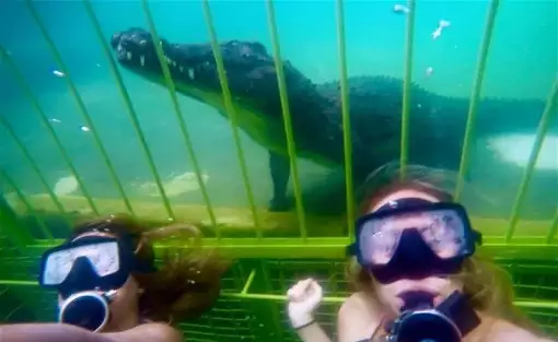 African Croc Dive - Croc Cage Diving