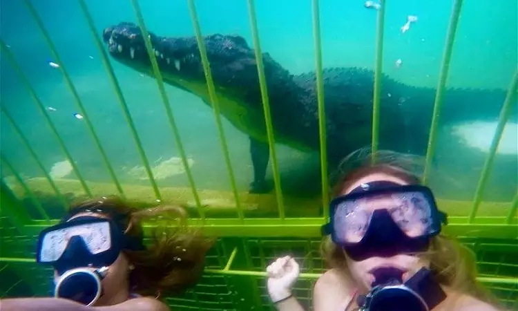 African Croc Dive - Croc Cage Diving