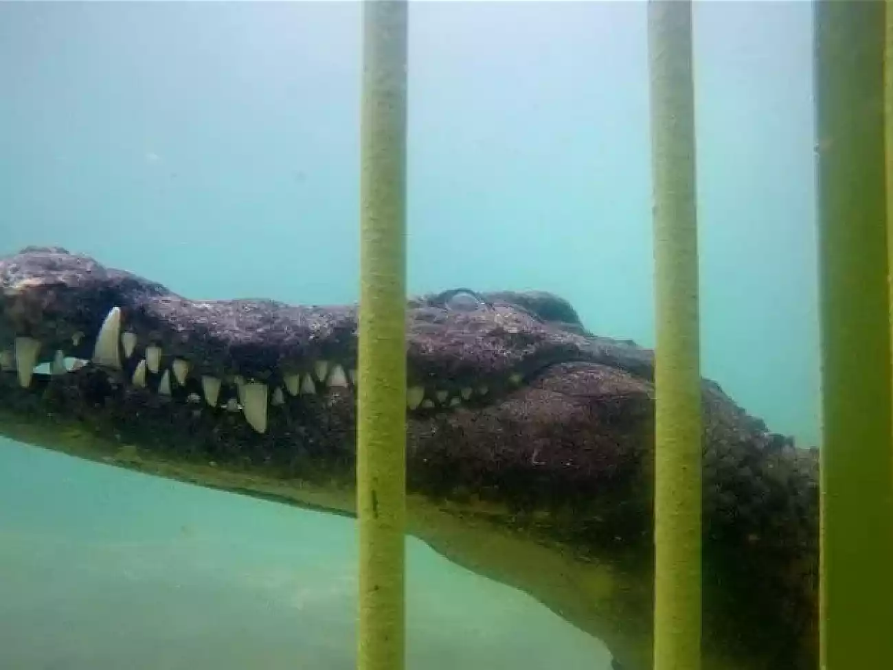 Croc Cage Diving in the Cape Winelands