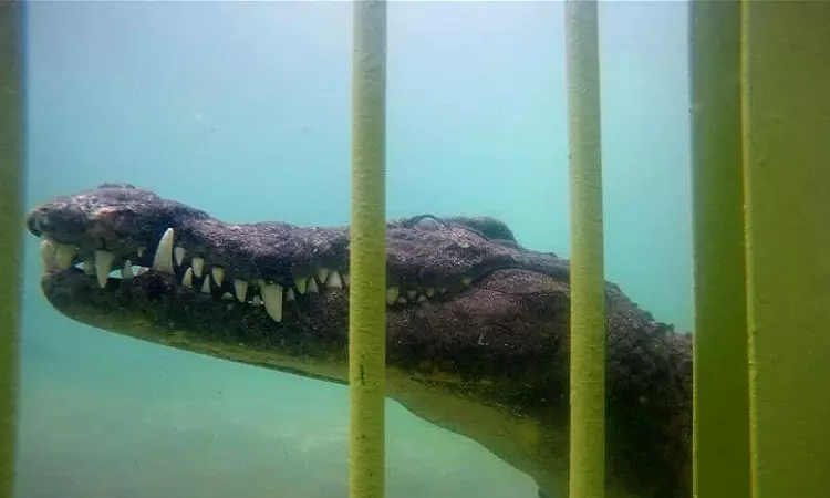 African Croc Dive - Croc Cage Diving 3