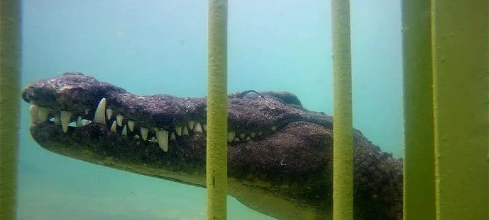 African Croc Dive - Croc Cage Diving 3