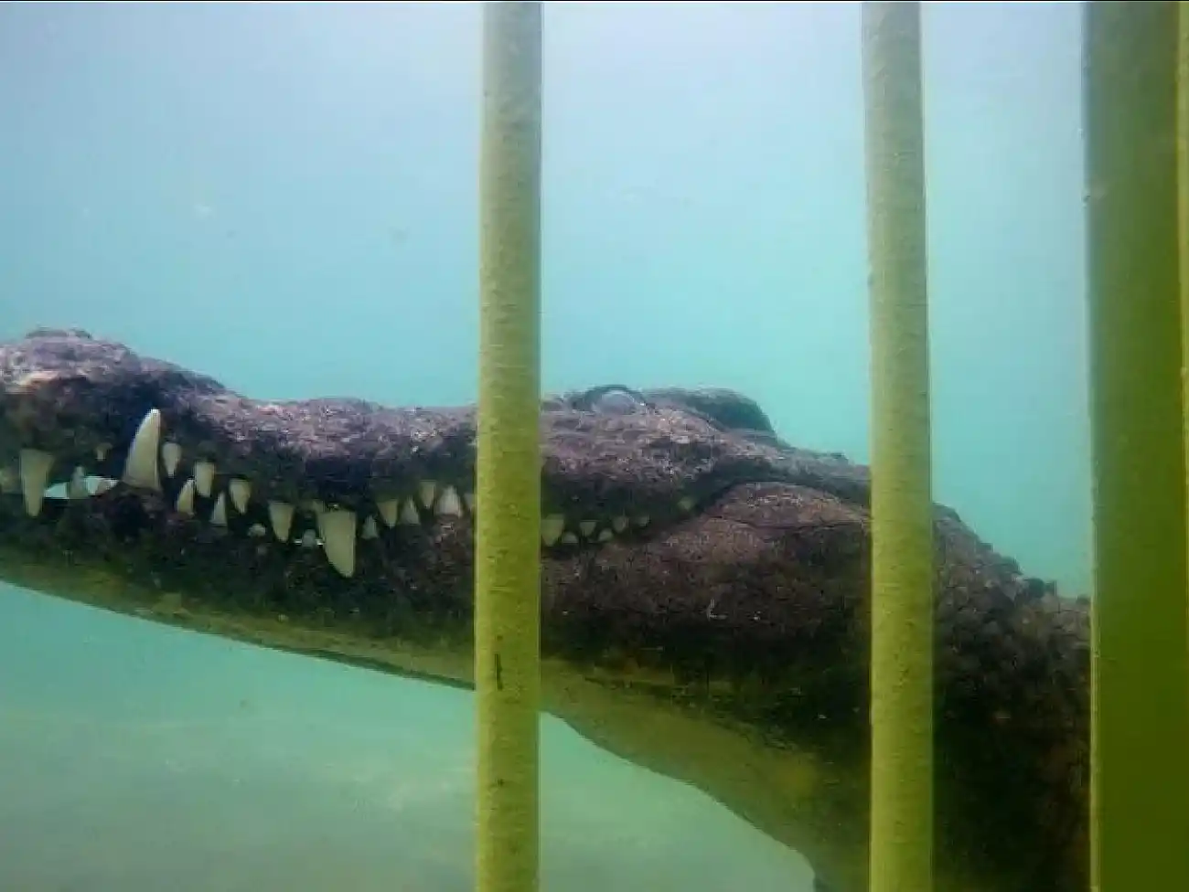 Croc Cage Diving in the Cape Winelands