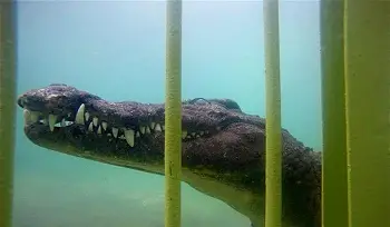 Croc Cage Diving
