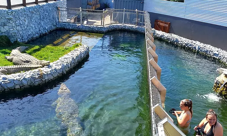 Afrikanos Crocodile Experience