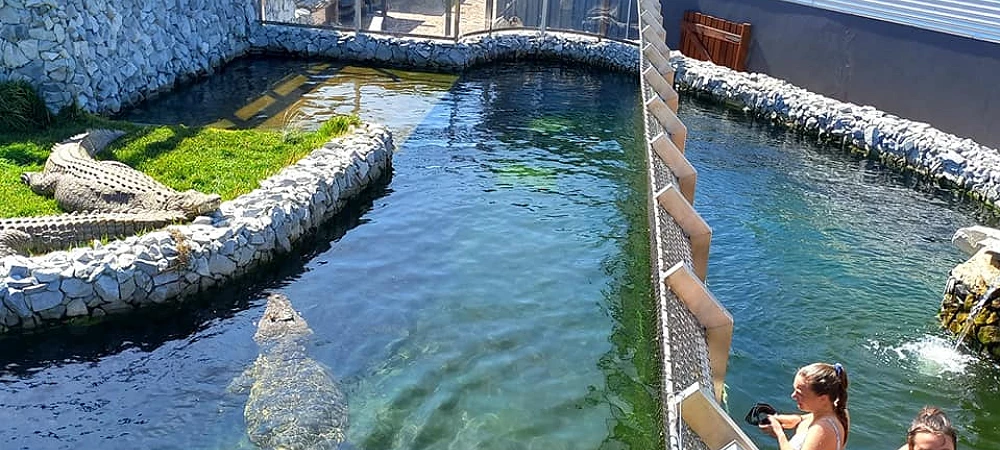 Afrikanos Crocodile Experience