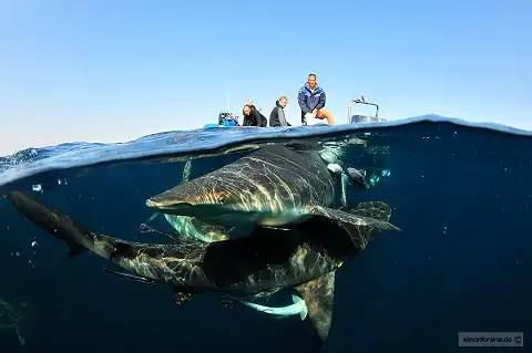 Aliwal Dive Centre - Scuba Diving