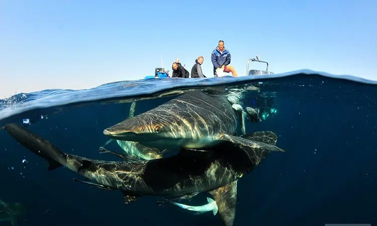 Aliwal Dive Centre - Scuba Diving