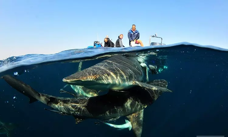 Aliwal Dive Centre - Scuba Diving