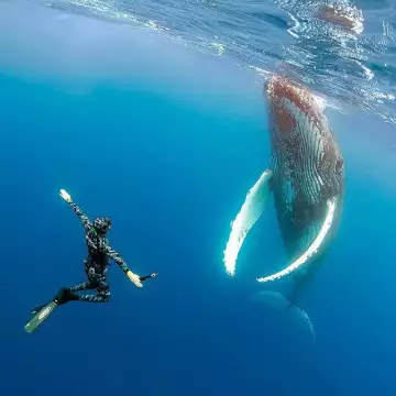 Amoray Diving - Snorkeling
