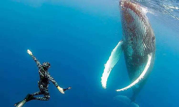 Amoray Diving - Snorkeling