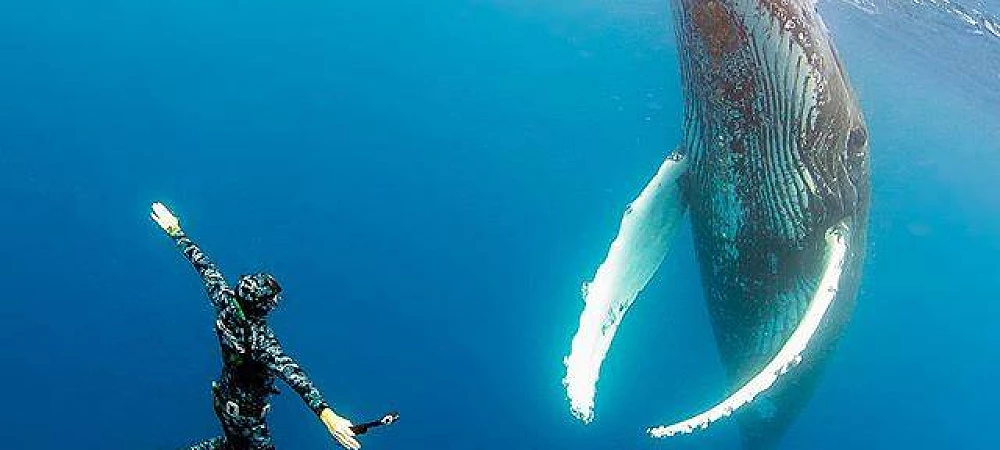 Amoray Diving - Snorkeling