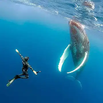 Amoray Diving - Snorkeling
