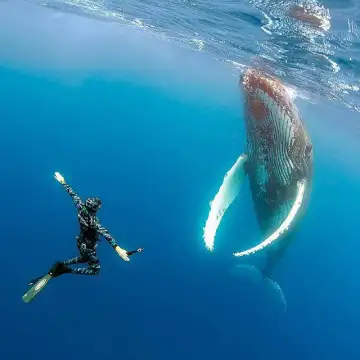 Amoray Diving - Snorkeling