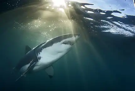 Apex Shark Expeditions - Shark Cage Diving