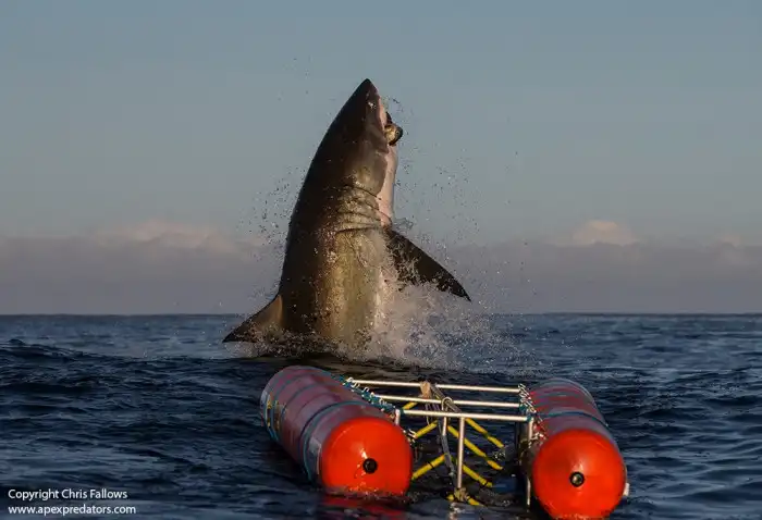 Shark Diving