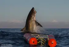 Shark Diving