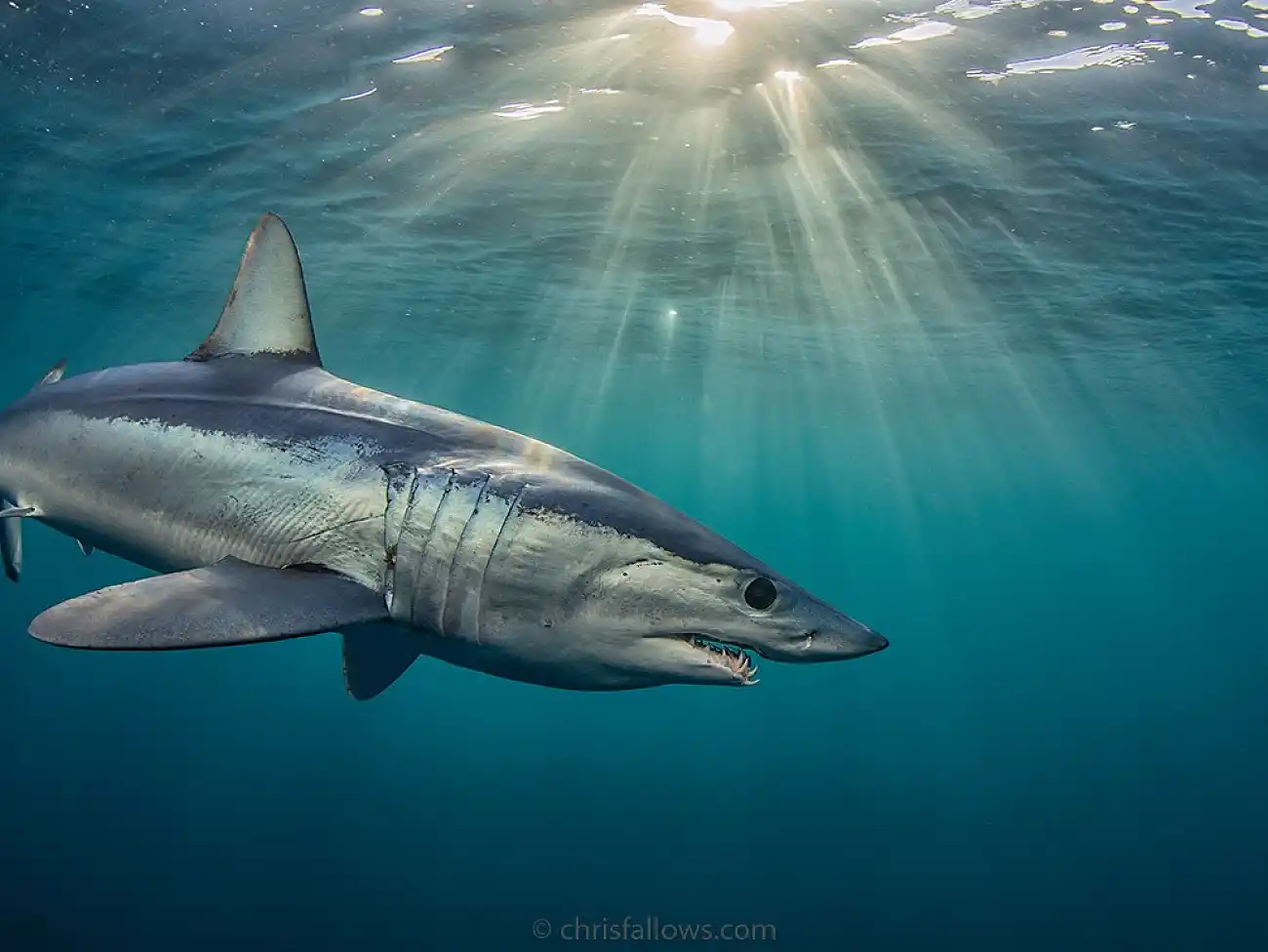 Shark Cage Diving in Cape Town.