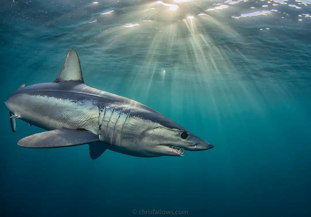 Shark Cage Diving
