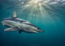 Shark Cage Diving