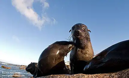 Apex Shark Expeditions - Snorkeling