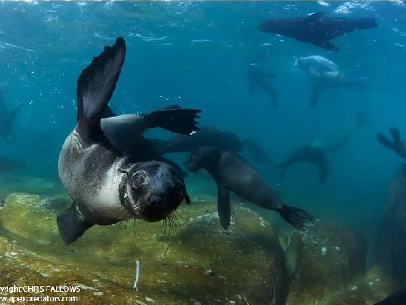 Snorkeling in False Bay