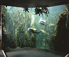 Aquarium Diving