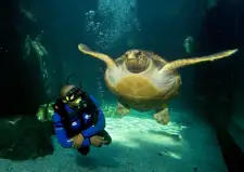 Aquarium Diving
