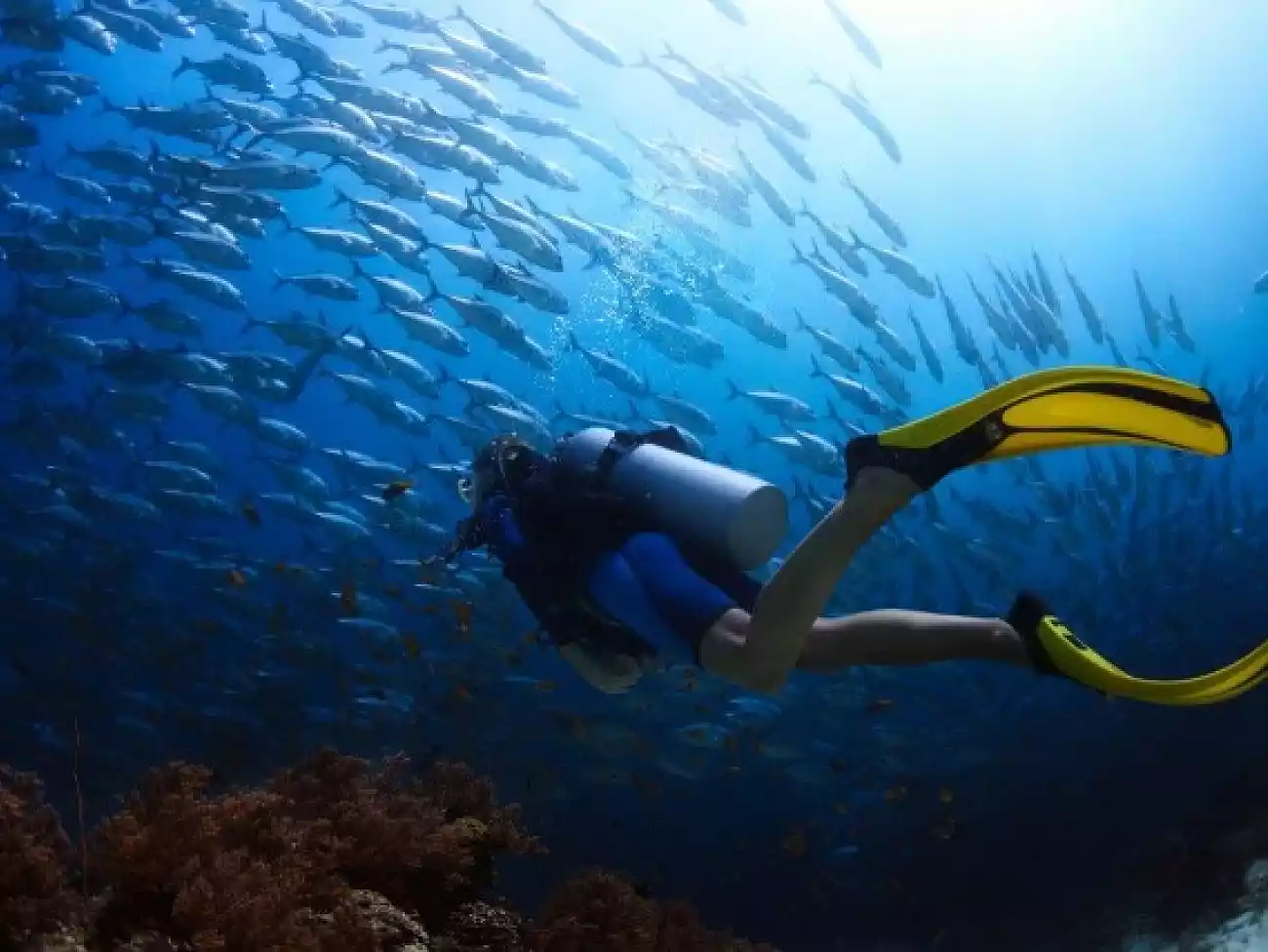 Aquarium Diving on the KwaZulu-Natal North Coast