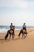 Beach Horse Rides
