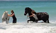 Beach Horse Rides