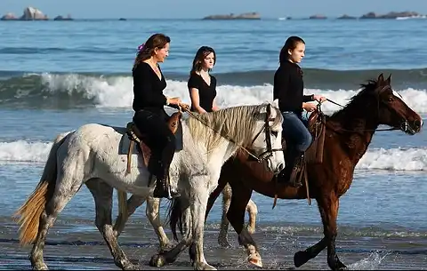 Drikus Horse Trails - Beach Horse Rides