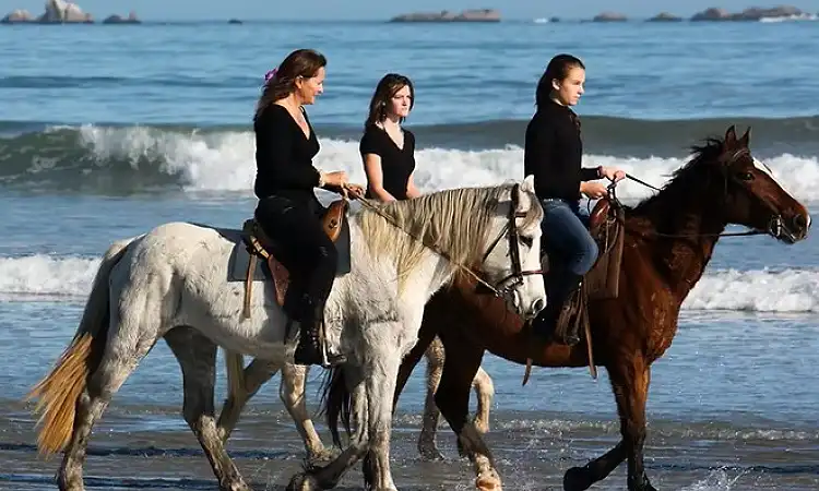 Drikus Horse Trails - Beach Horse Rides