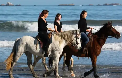 Drikus Horse Trails - Beach Horse Rides