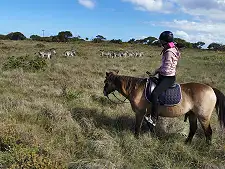 Horse Safaris