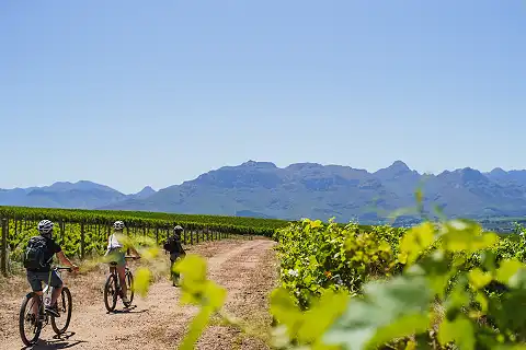Bikes 'n Wines Cape Winelands -Bicycle Tours