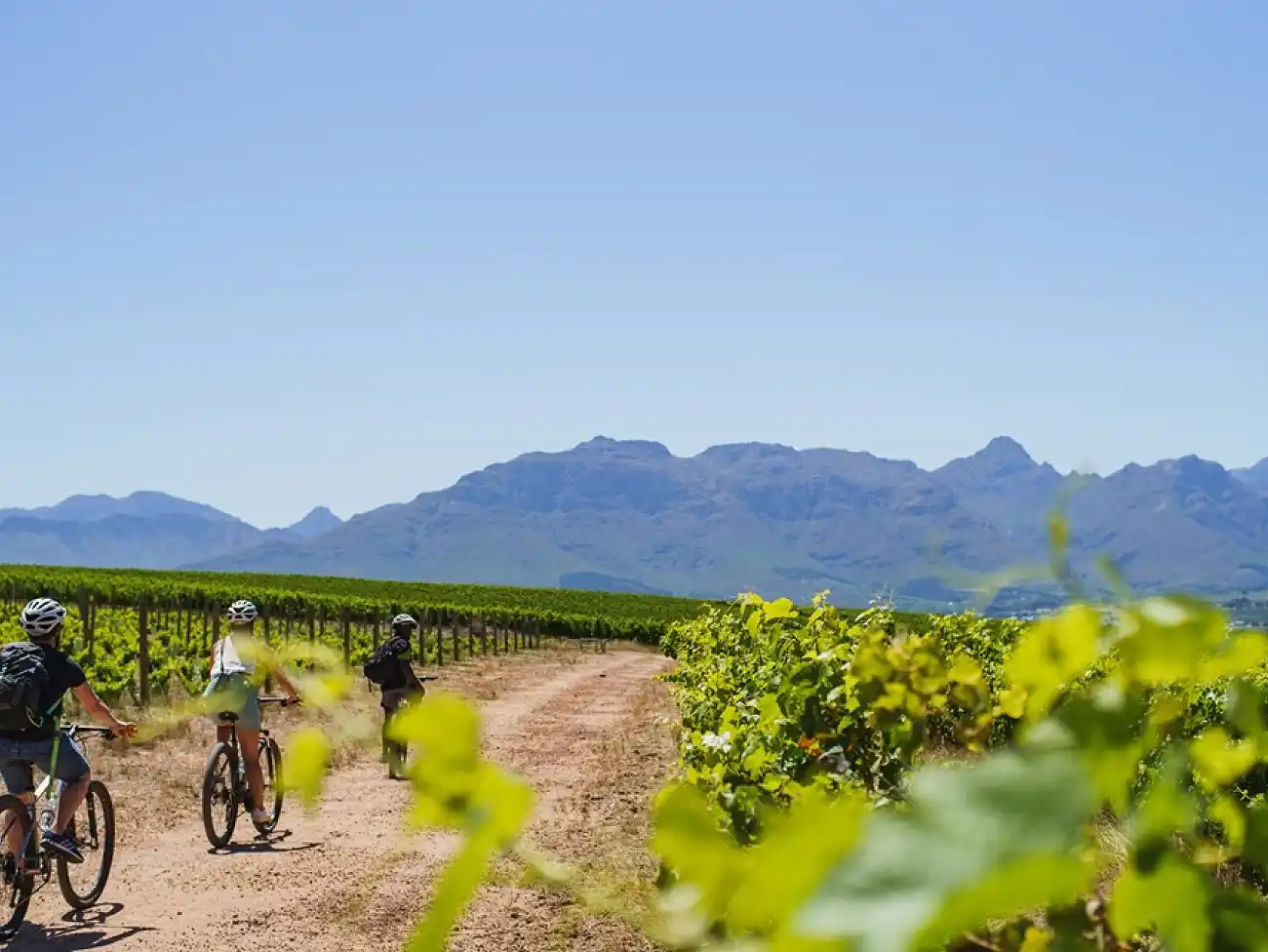Bicycle Tours in the Helderberg