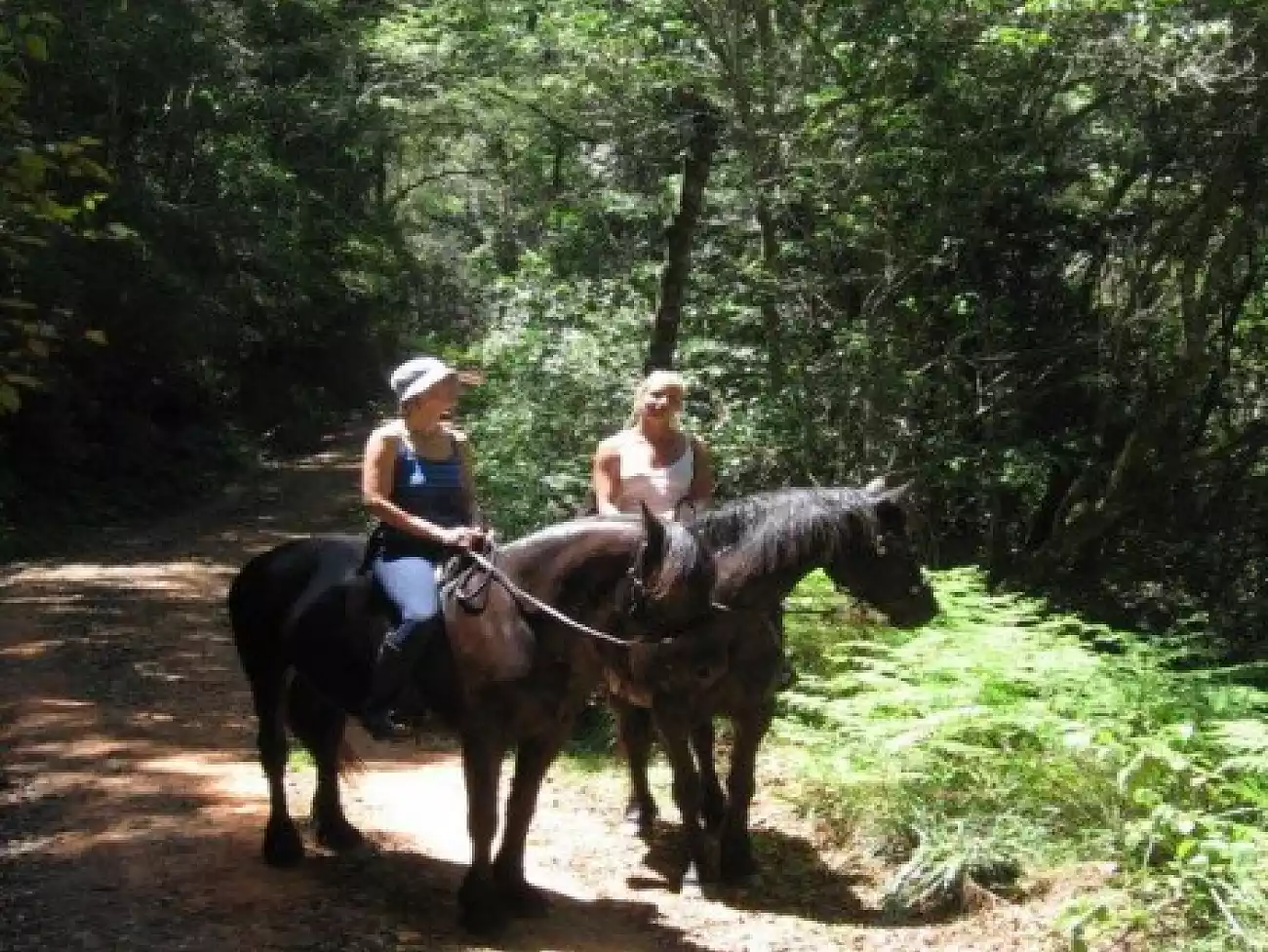Horse Riding in Knysna