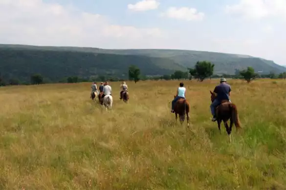 Horse Riding