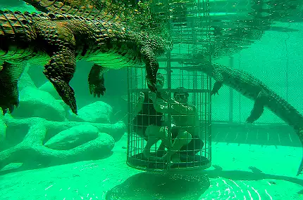 Cango Wildlife Ranch - Croc Cage Diving