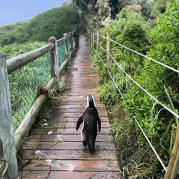 Cape Camino - Hoerikwaggo Way - Camino Routes