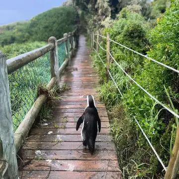 Cape Camino - Hoerikwaggo Way - Camino Routes
