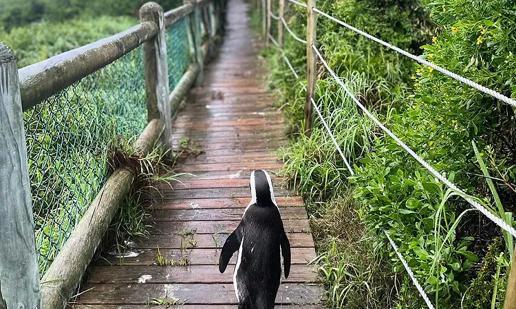 Cape Camino - Hoerikwaggo Way - Camino Routes