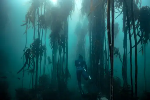 Cape Radd - Snorkelling