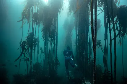 Cape Radd - Snorkelling